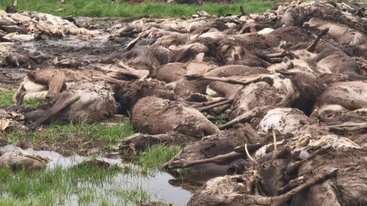 "Masacre total" en Ciudad Real: casi mil animales abatidos en una polémica cacería