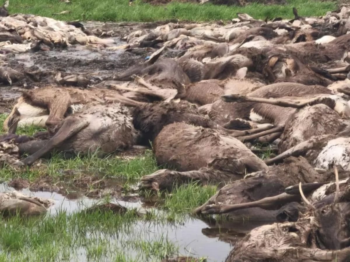 "Masacre total" en Ciudad Real: casi mil animales abatidos en una polémica cacería