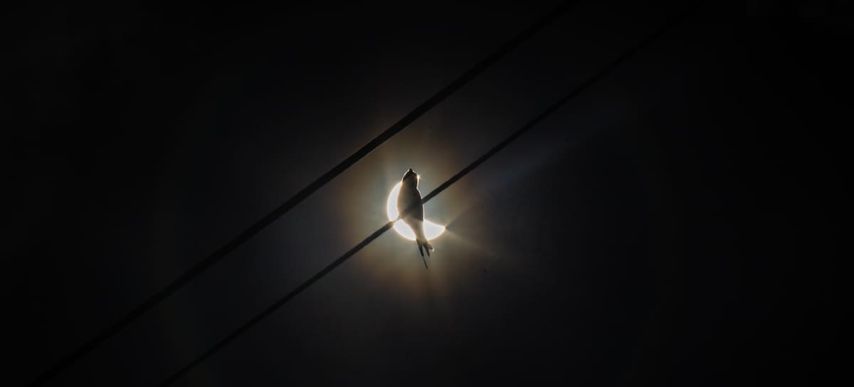 MOJOKERTO, INDONESIA - APRIL 20: Silhouette of a bird during hybrid solar eclipse in Mojokerto, East Java Province, Indonesia on April 20, 2023. (Photo by WF Sihardian/Anadolu Agency via Getty Images)