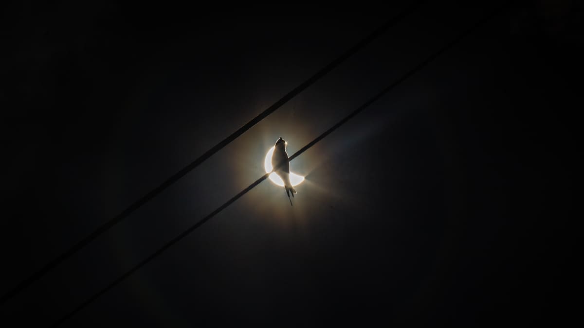 El eclipse va a volver locos a los animales: esto es lo que harán cuando desaparezca el Sol