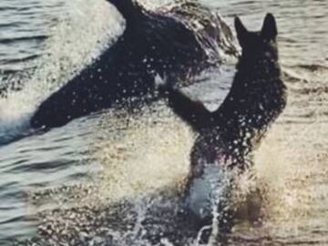 Perrito y delfín jugando a la orilla del mar se viralizan