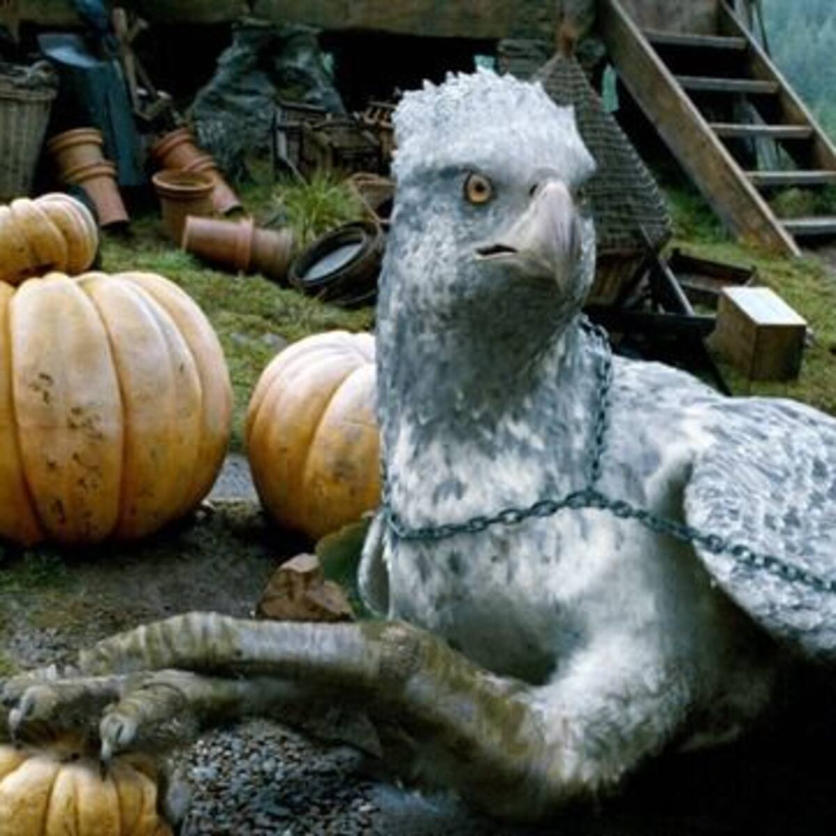 Conoce al ave parecida a “Buckbeak”, de Harry Potter