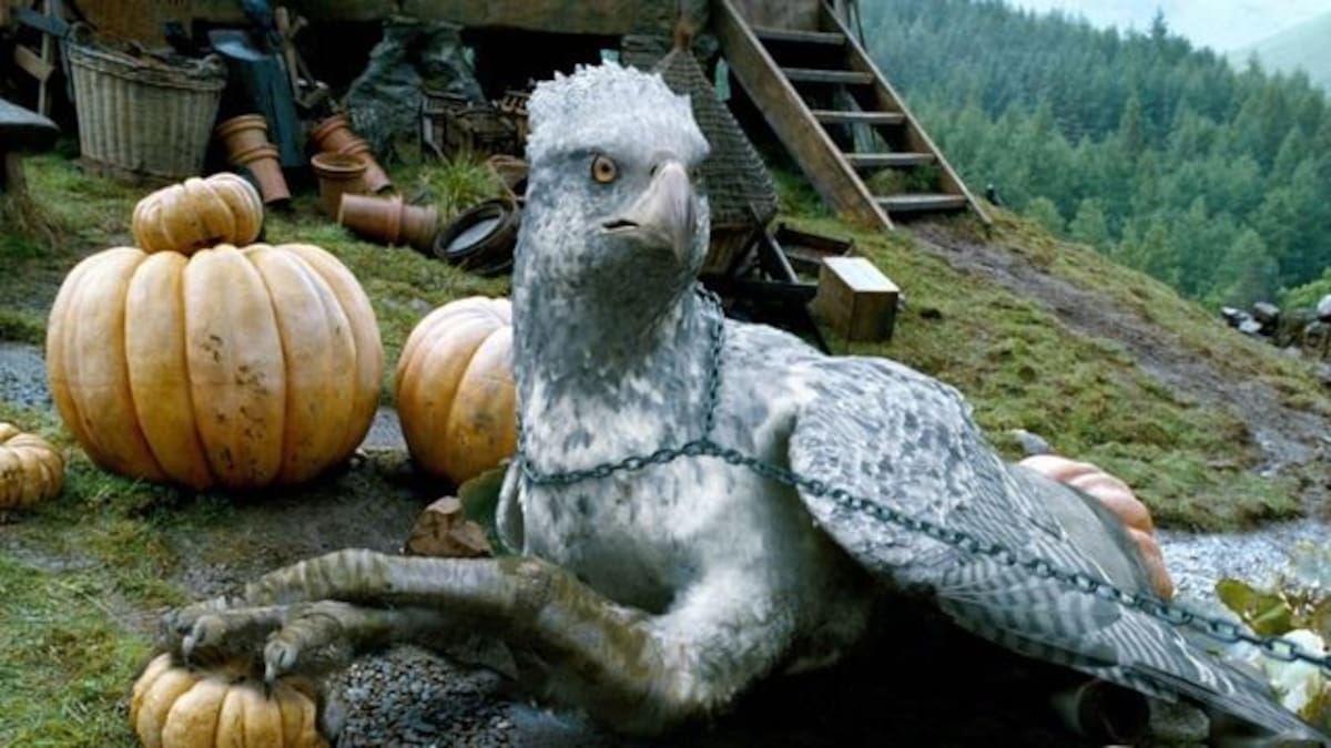 Conoce al ave parecida a “Buckbeak”, de Harry Potter