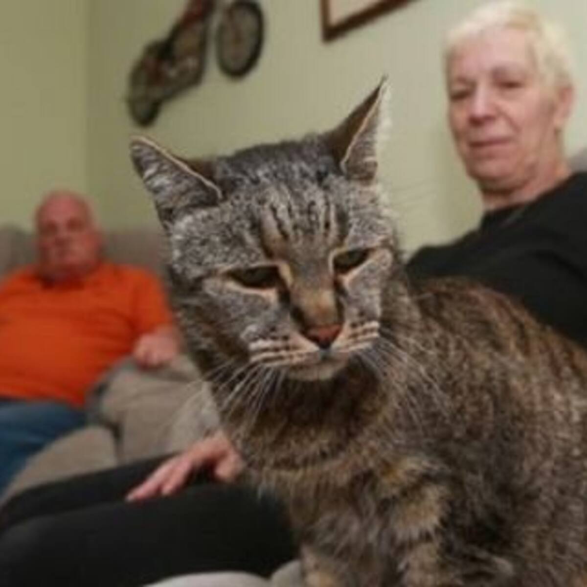 Falleció el gato más viejo del mundo, ¿Cuántos años tenía?
