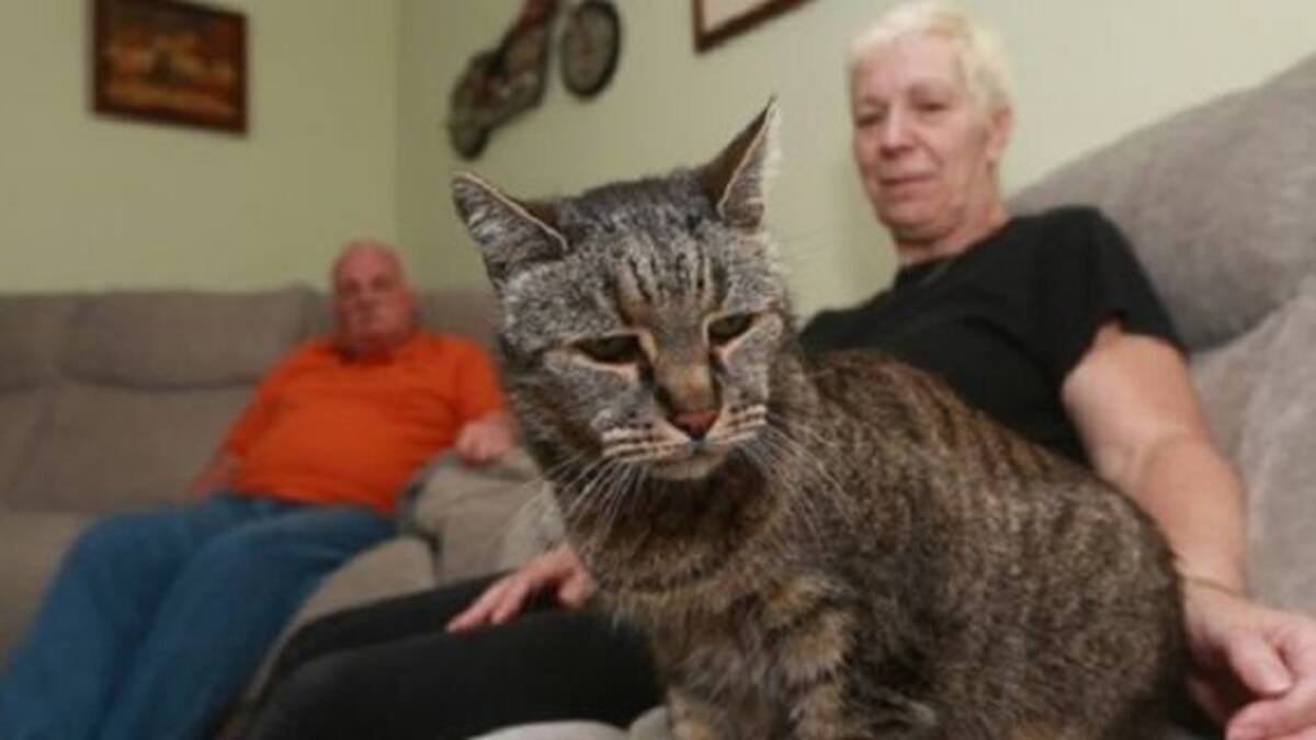 Falleció el gato más viejo del mundo, ¿Cuántos años tenía?