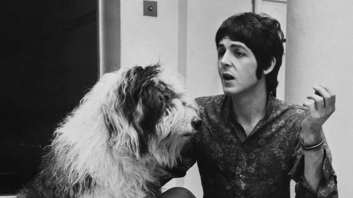 Paul McCartney escribió canciones a su perro. Escribió una canción para su perra Martha, titulada “Martha, my dear” que aparece en el álbum de 1968, The White Album.