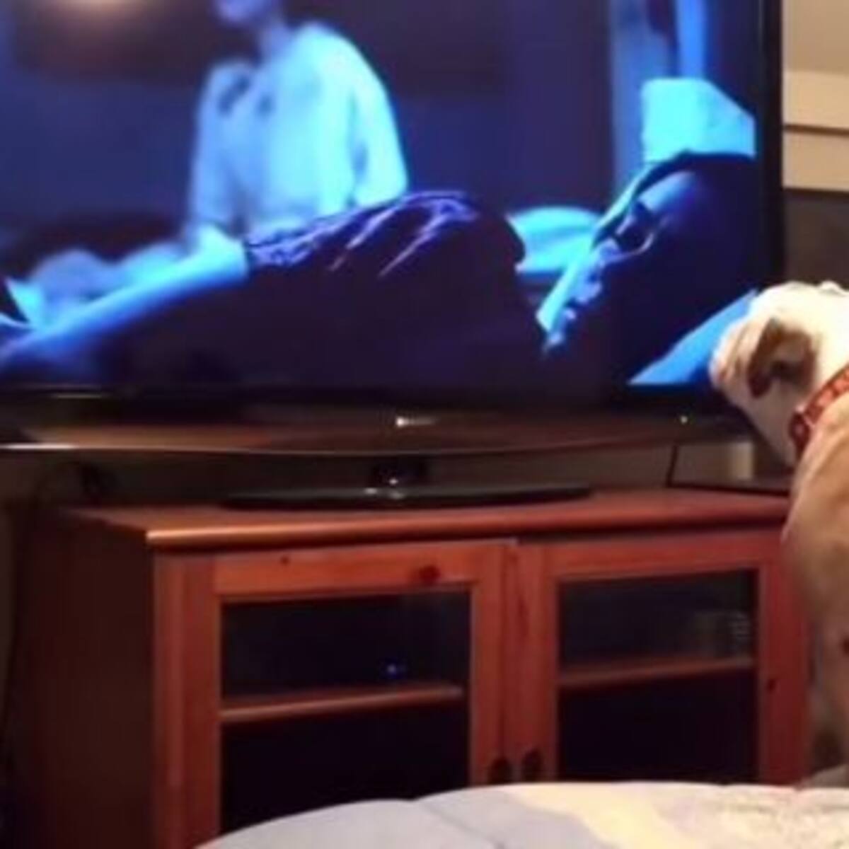 La sorprendente reacción de un perro al ver una película de terror