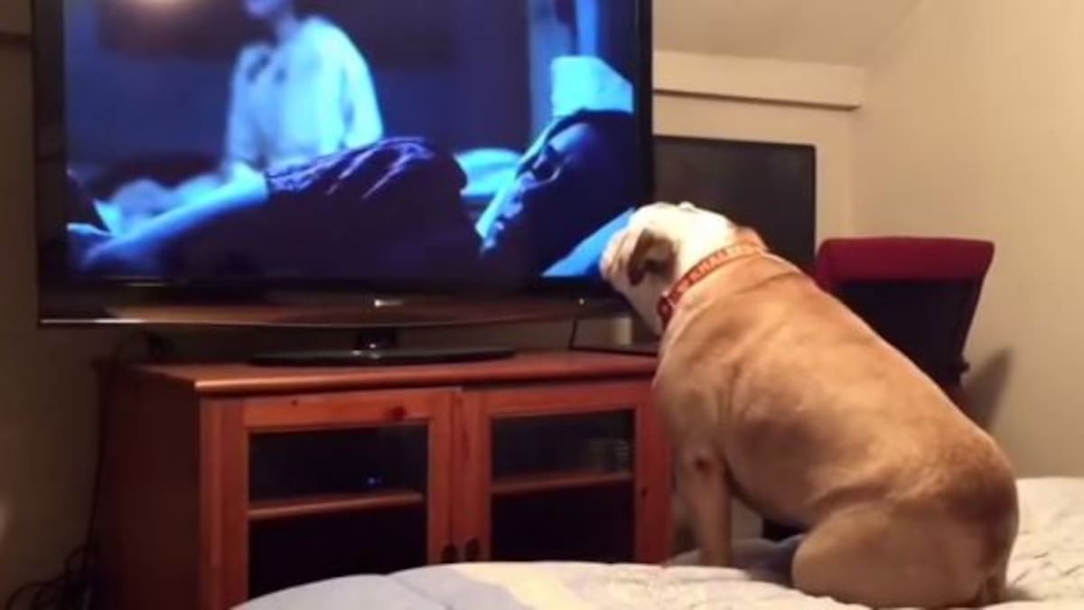 La sorprendente reacción de un perro al ver una película de terror