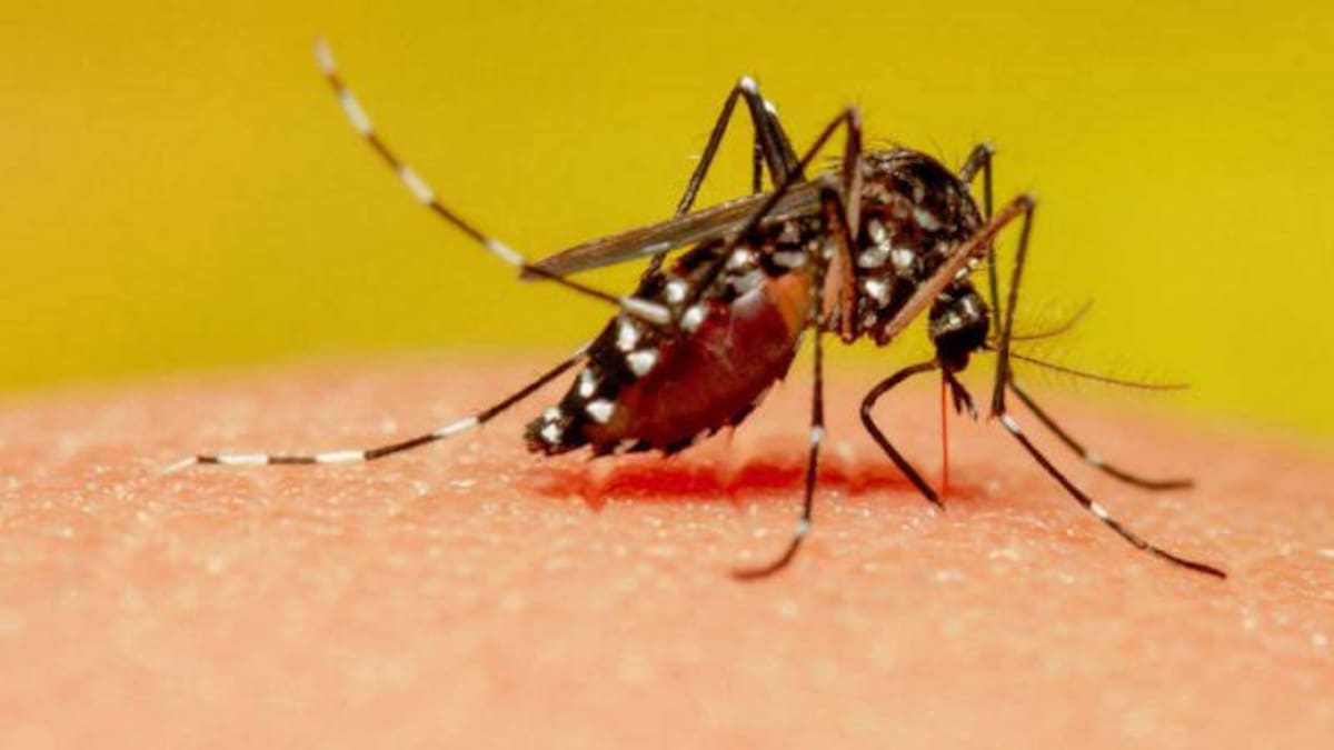 Si tomás cerveza los mosquitos podrían preferirte