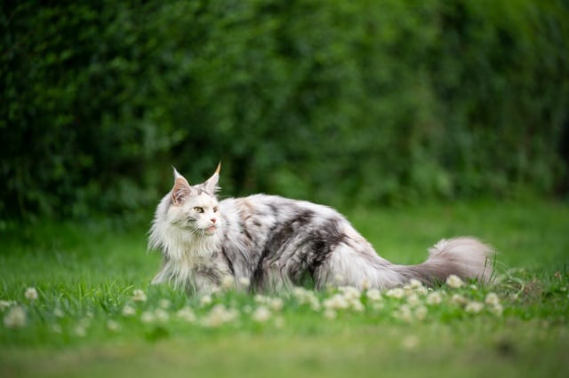 Gato maine coon