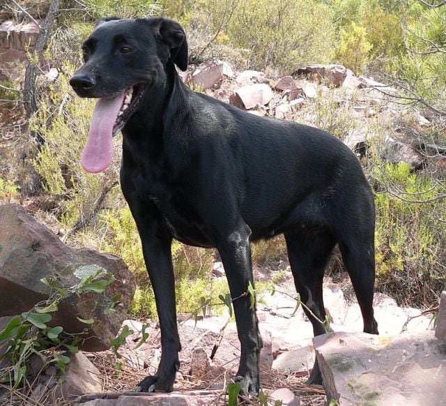 Perro de pastor mallorquín o Ca de bestiar.