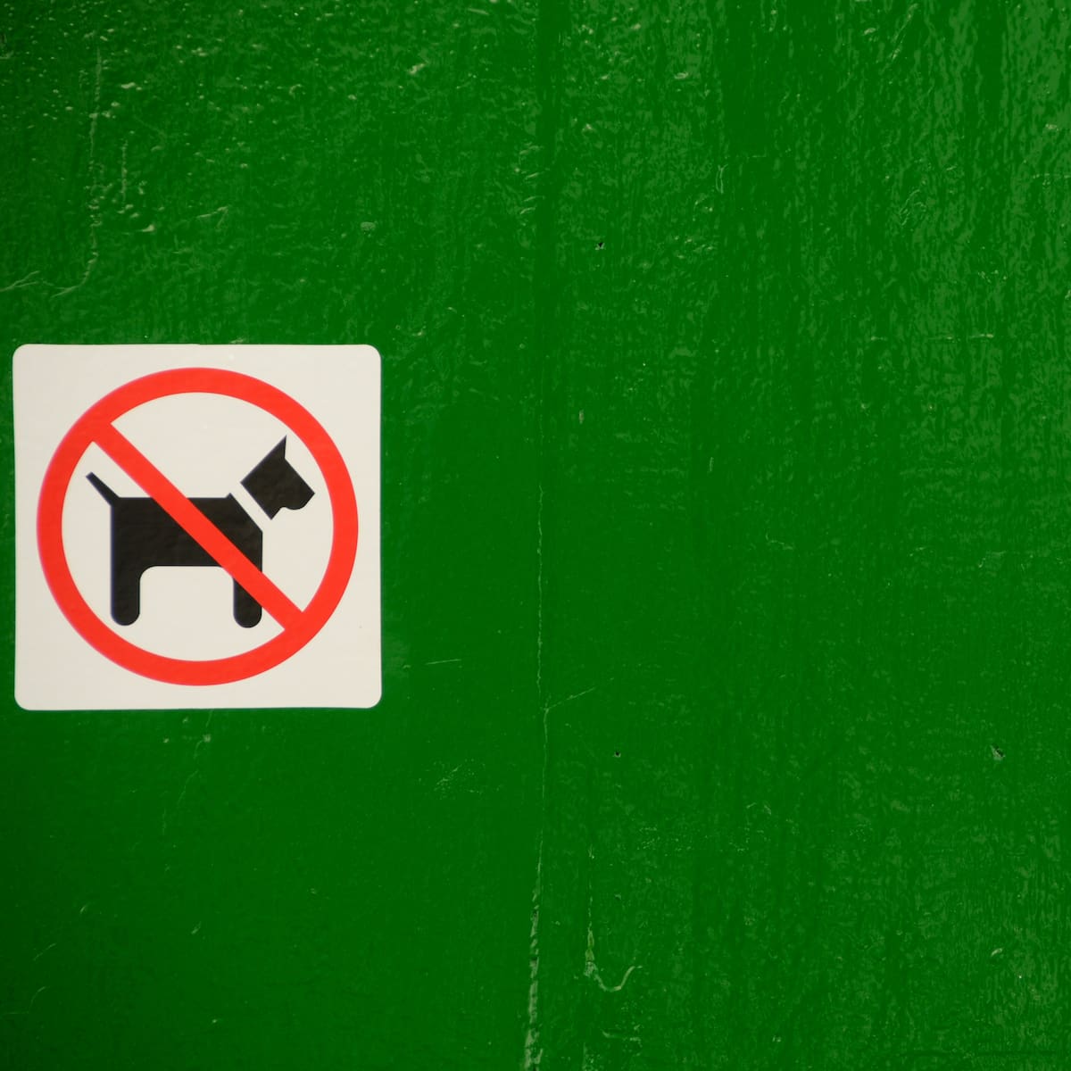 ¿Te pueden prohibir entrar con tu perro a un bar? Esto dice la ley