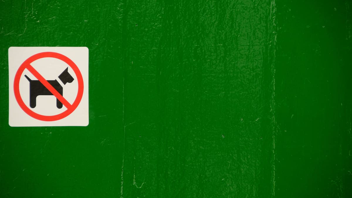 ¿Te pueden prohibir entrar con tu perro a un bar? Esto dice la ley