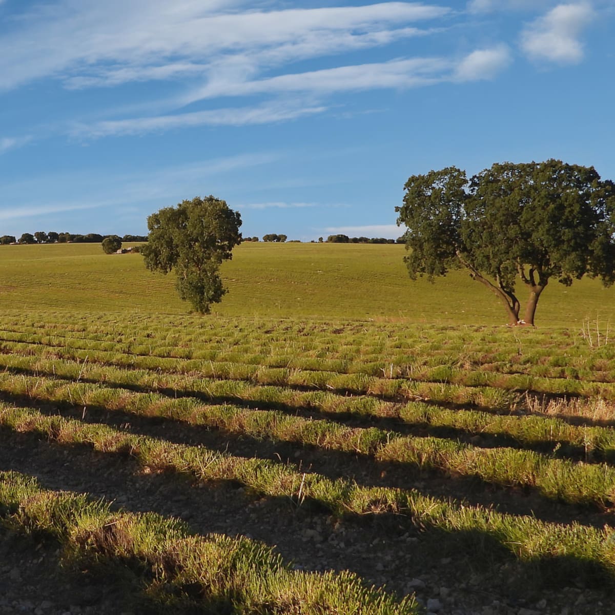 Granjas de carbono: la nueva agricultura que intenta "cultivar" aire limpio