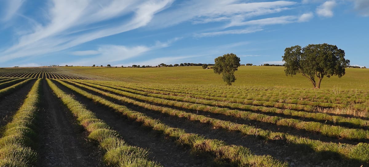 Un campo de cultivo en Brihuega, Guadalajara.