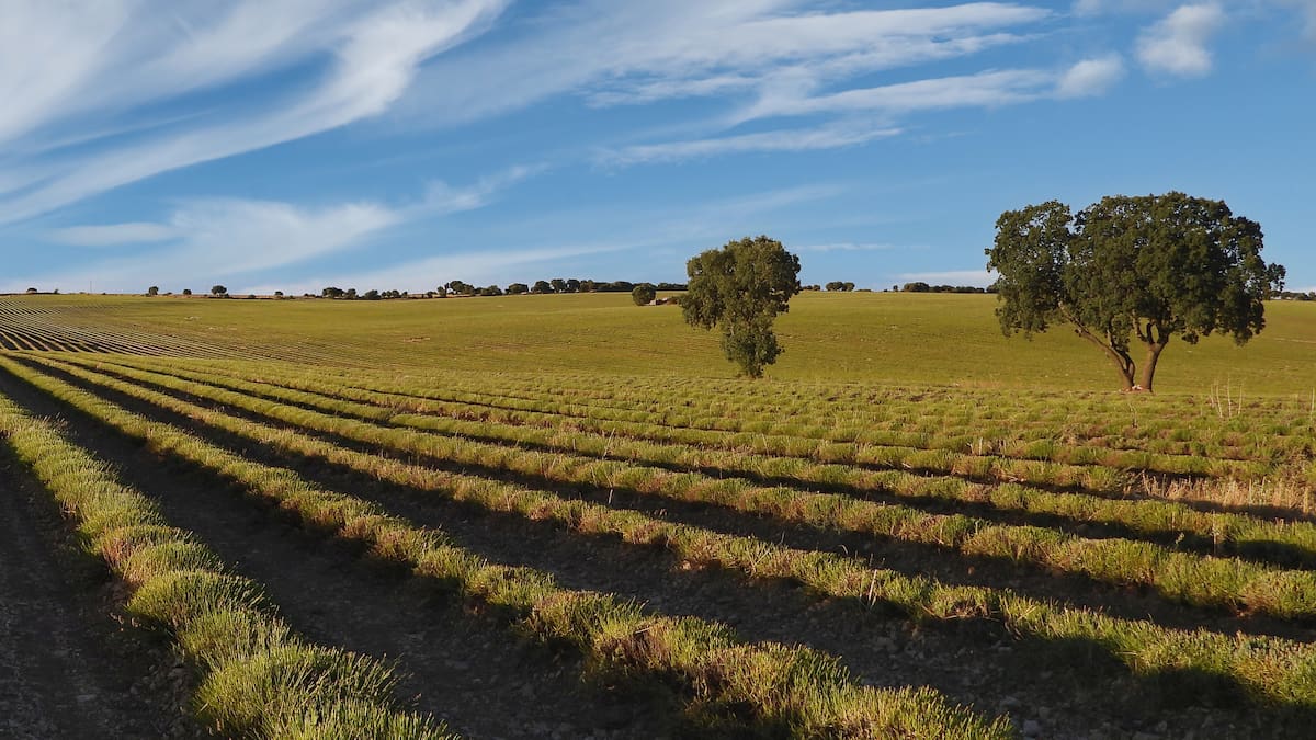 Granjas de carbono: la nueva agricultura que intenta "cultivar" aire limpio