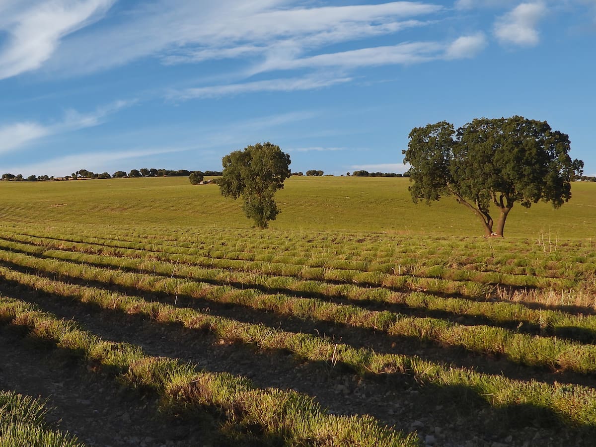 Granjas de carbono: la nueva agricultura que intenta "cultivar" aire limpio