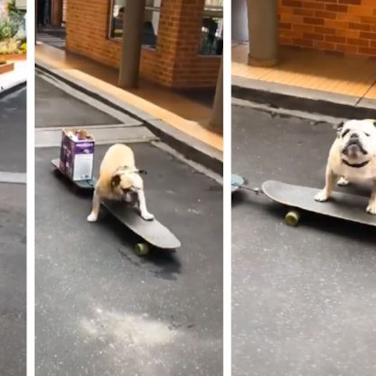 Mandan a perrito por las compras de la casa