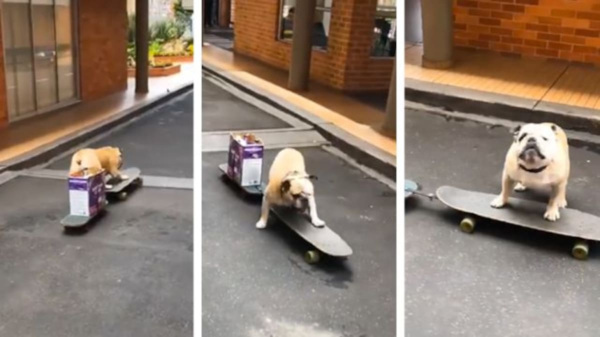 Mandan a perrito por las compras de la casa