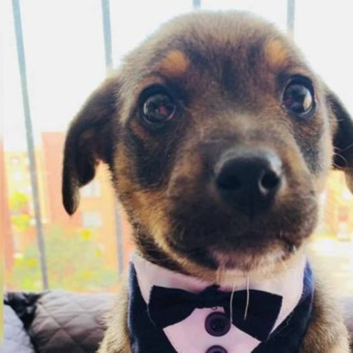 La tierna historia de "Vicente", el perrito que dejaron plantado cuando iba a ser adoptado
