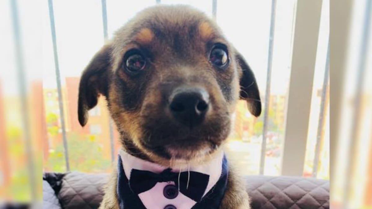 La tierna historia de "Vicente", el perrito que dejaron plantado cuando iba a ser adoptado