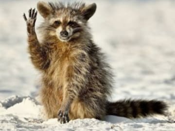 Estas son las fotos de animales más divertidas de 2022