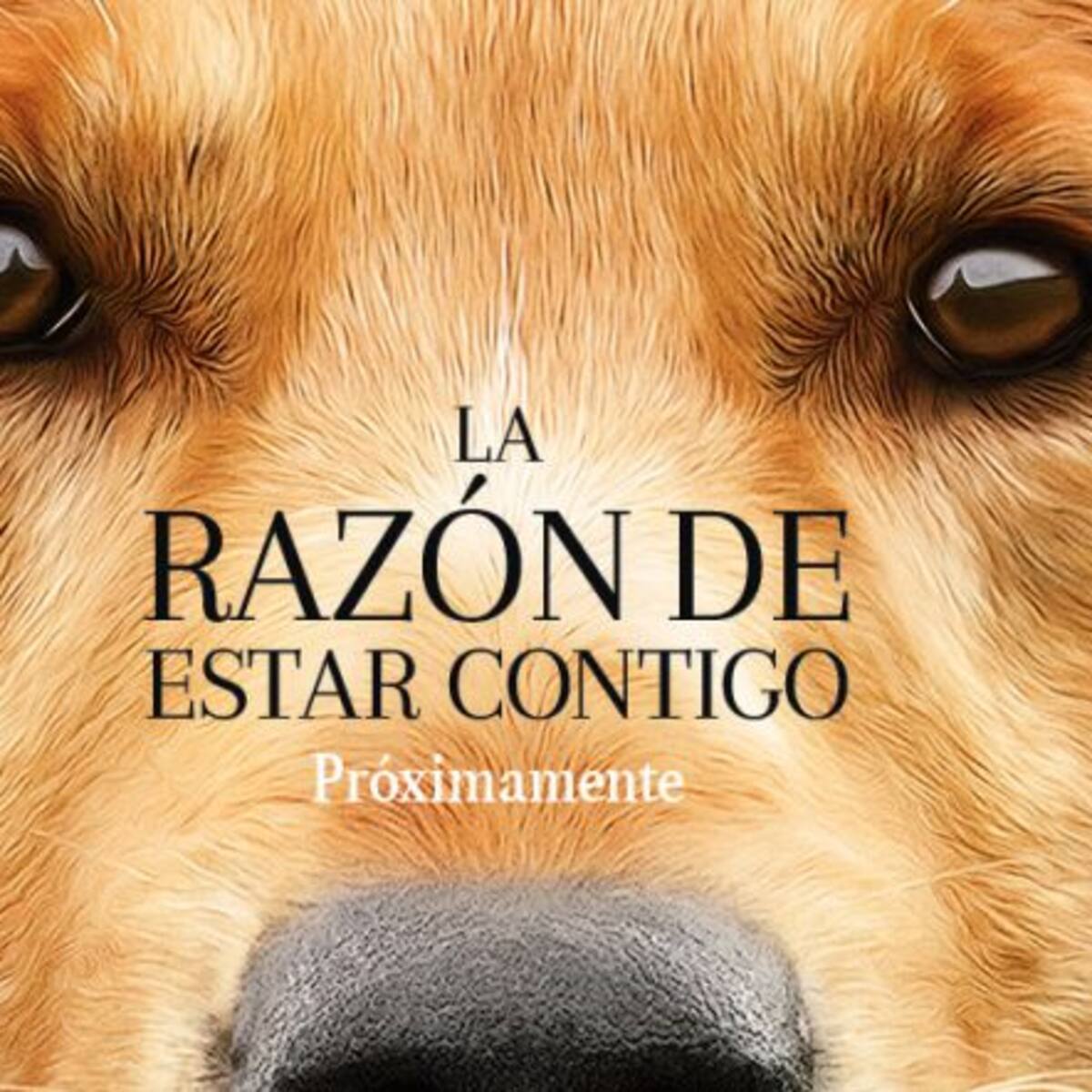 ¡WTF! Denuncian maltrato animal en la filmación de “La razón de estar contigo”