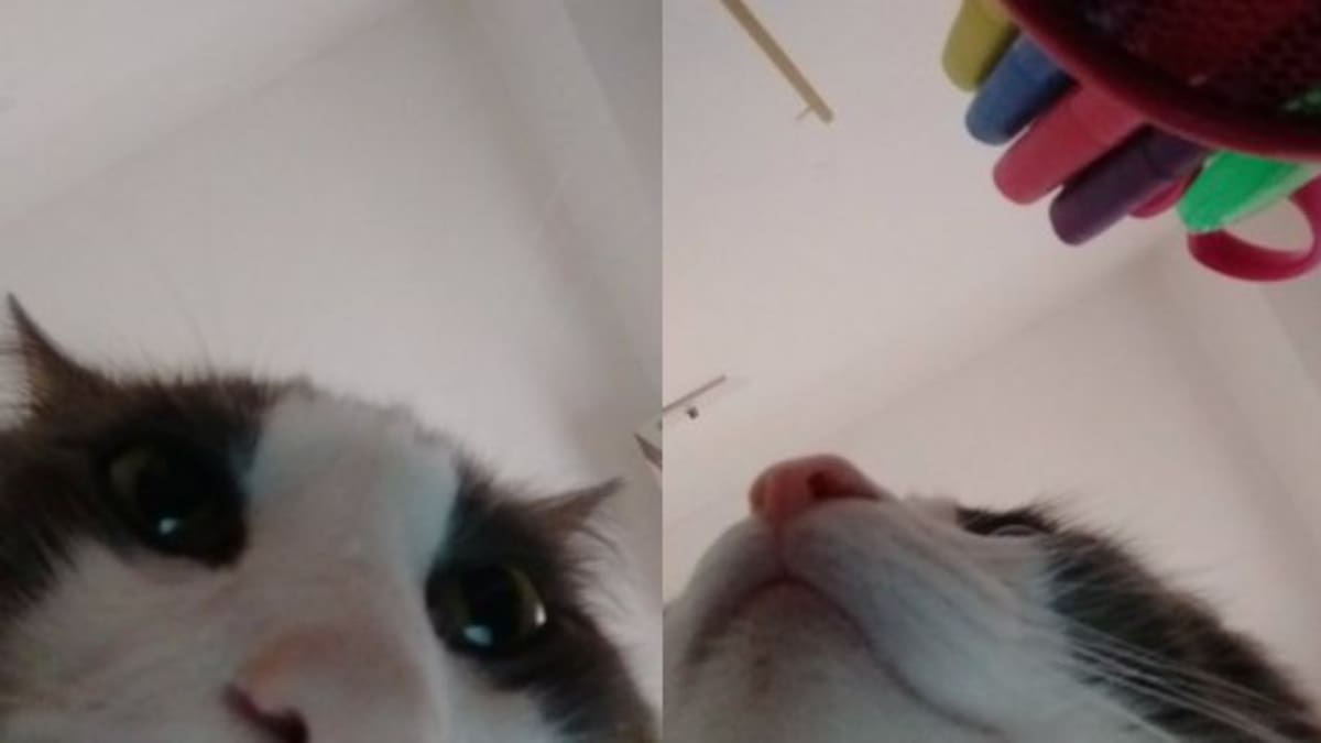 El gato que se saca selfies es furor en las redes sociales