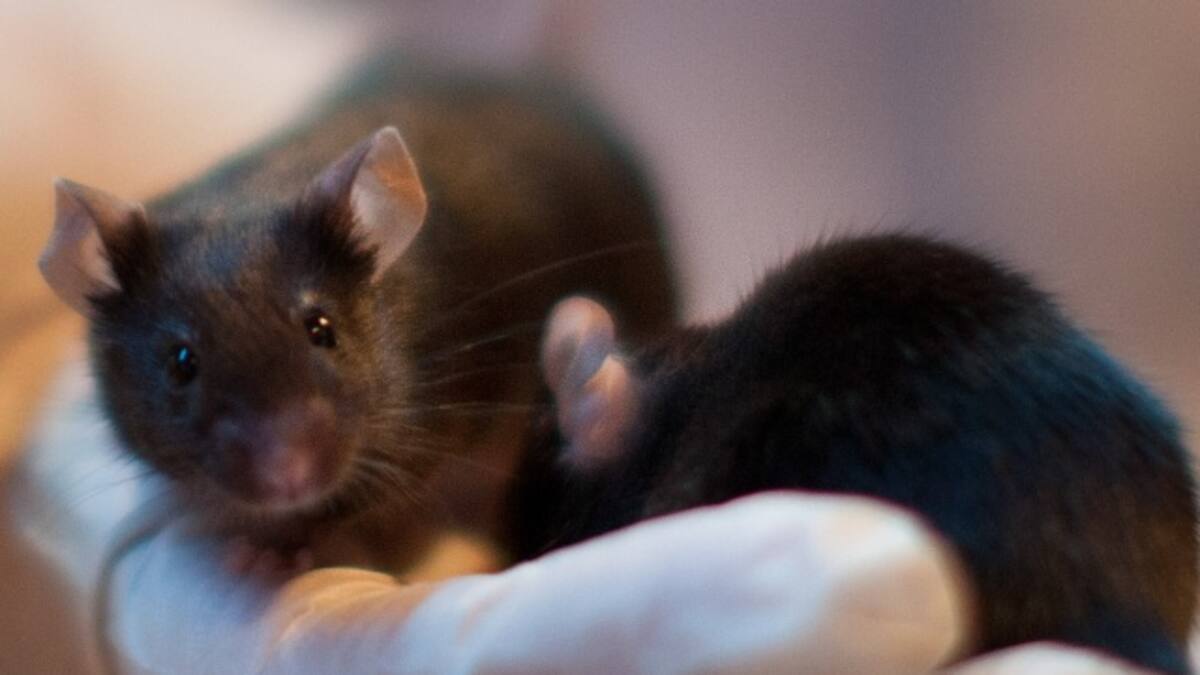 Un ratón cosido a un vestido conmociona a internet