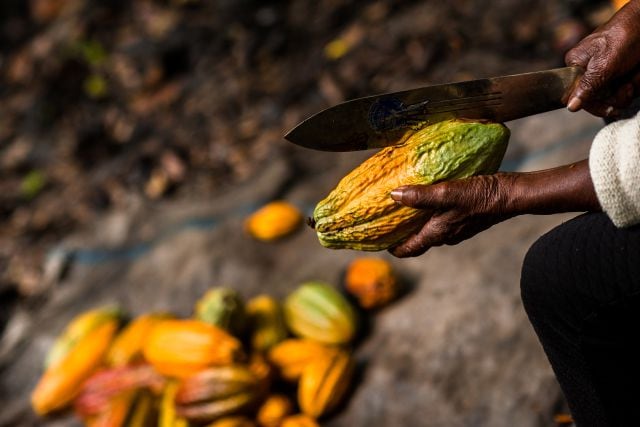 Los granos de cacao se extraen con ayuda de un machete.