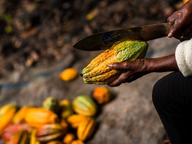 Los granos de cacao se extraen con ayuda de un machete.