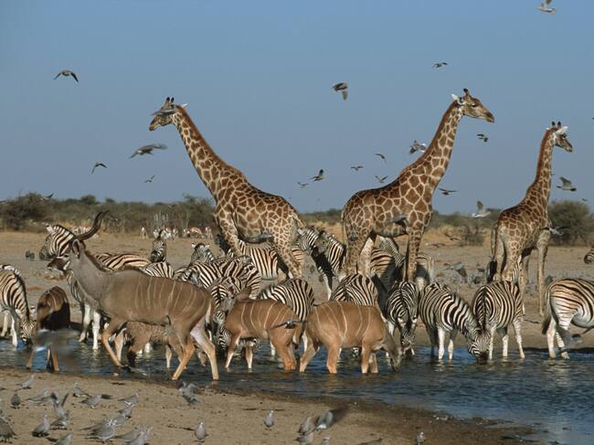 El número de especies en peligro de extinción es alarmante.