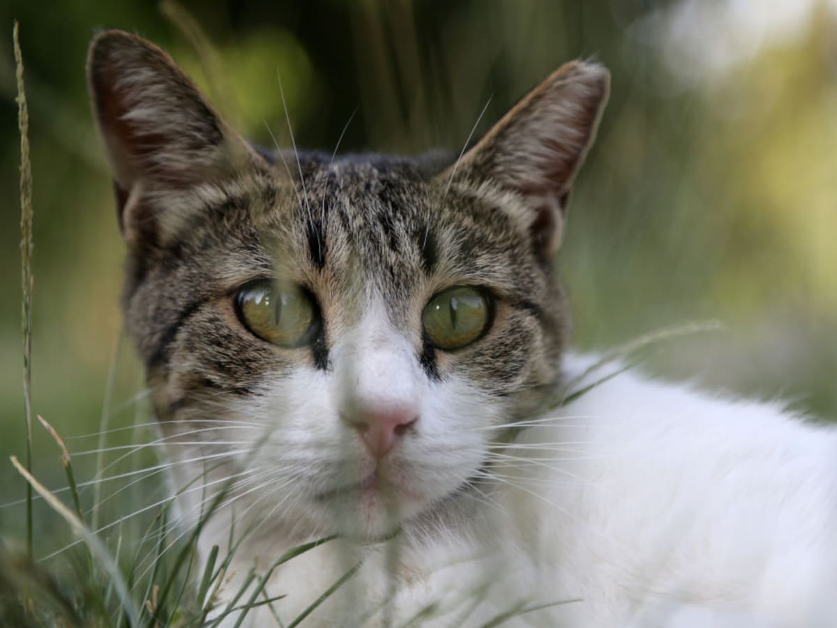 Tu gato no es tan inocente como crees: el impacto oculto de los felinos en la fauna