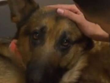 Rex, el perro que recibió cuatro disparos para salvar a su dueño