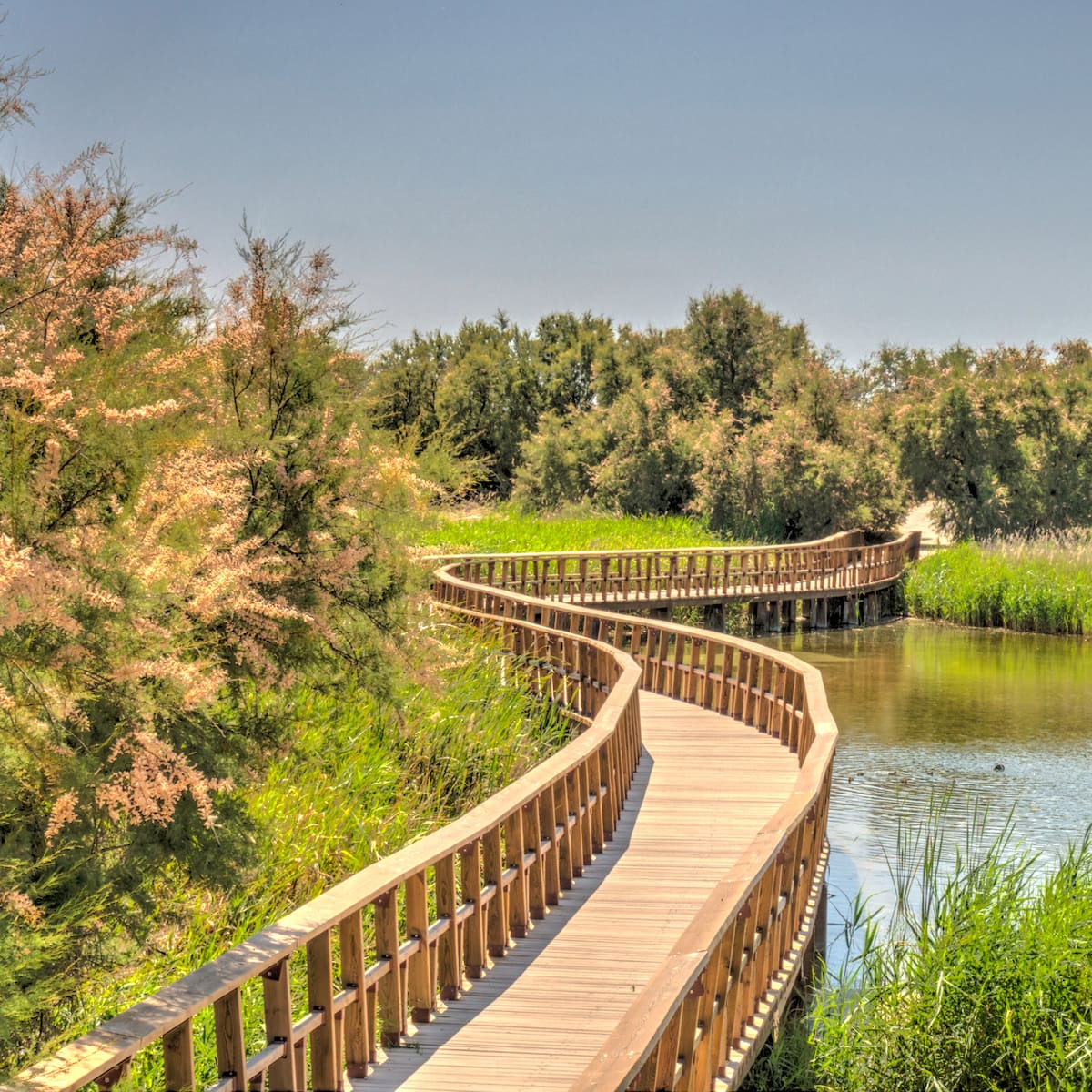 El milagro de las Tablas de Daimiel: llenas de agua… pero con un problema que no se ve