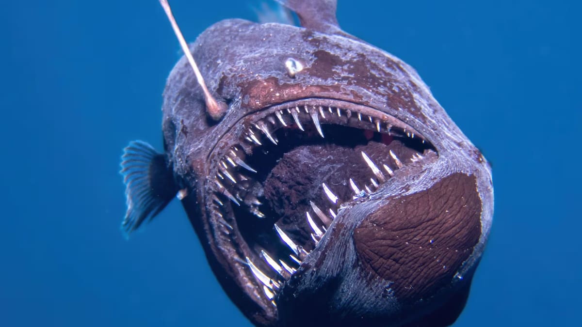 El lado oscuro del mar: los animales más raros y aterradores de las profundidades