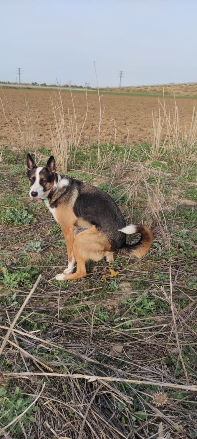 Perro defecando en el campo.