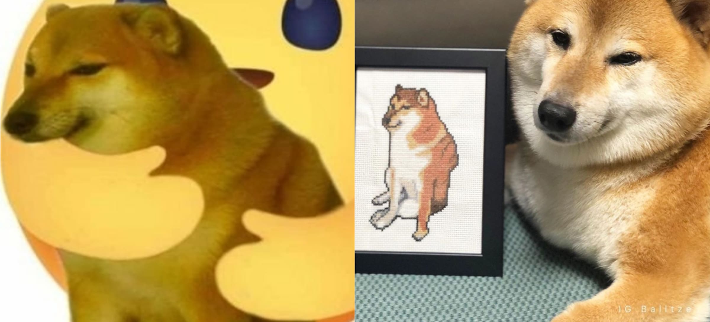 Este es el Instagram oficial de Cheems, el perrito del meme ...