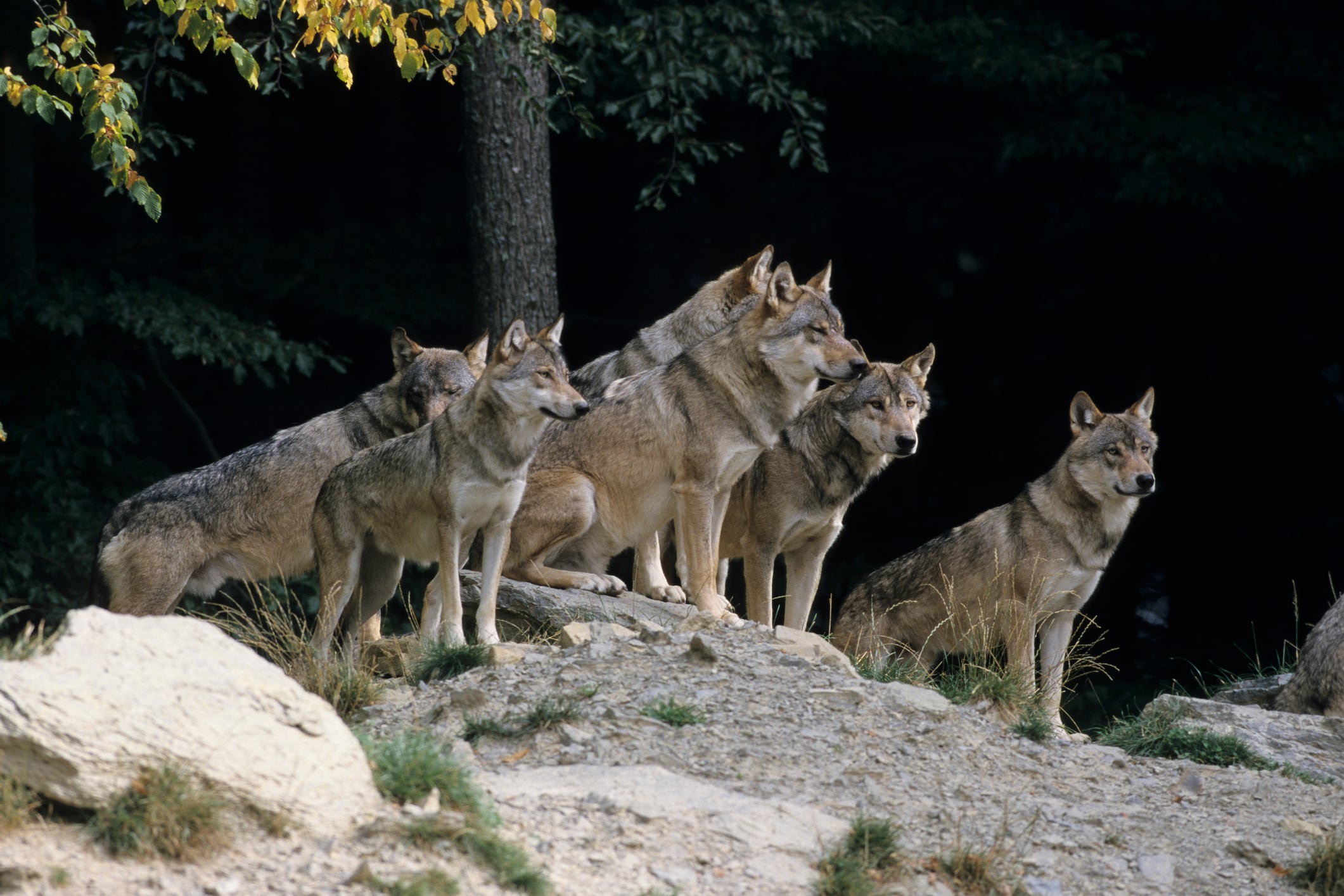 En España hay unos 3.000 lobos.