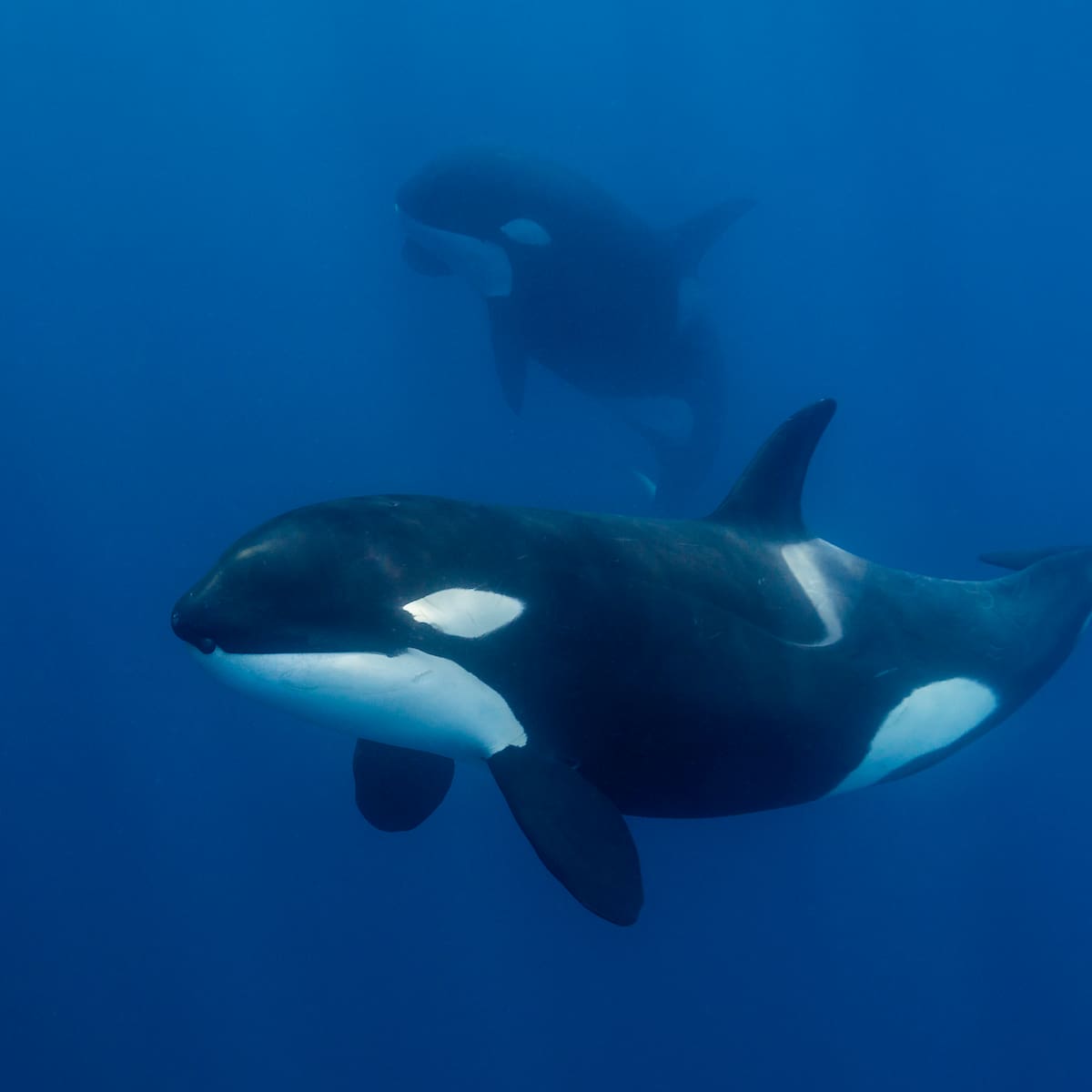 Dos orcas olvidadas en un delfinario cerrado: el drama de Wikie y Keijo