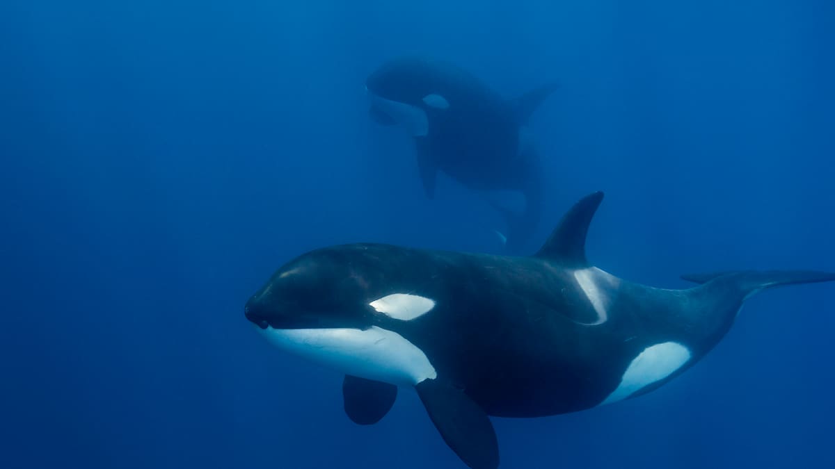 Dos orcas olvidadas en un delfinario cerrado: el drama de Wikie y Keijo | LOS40
