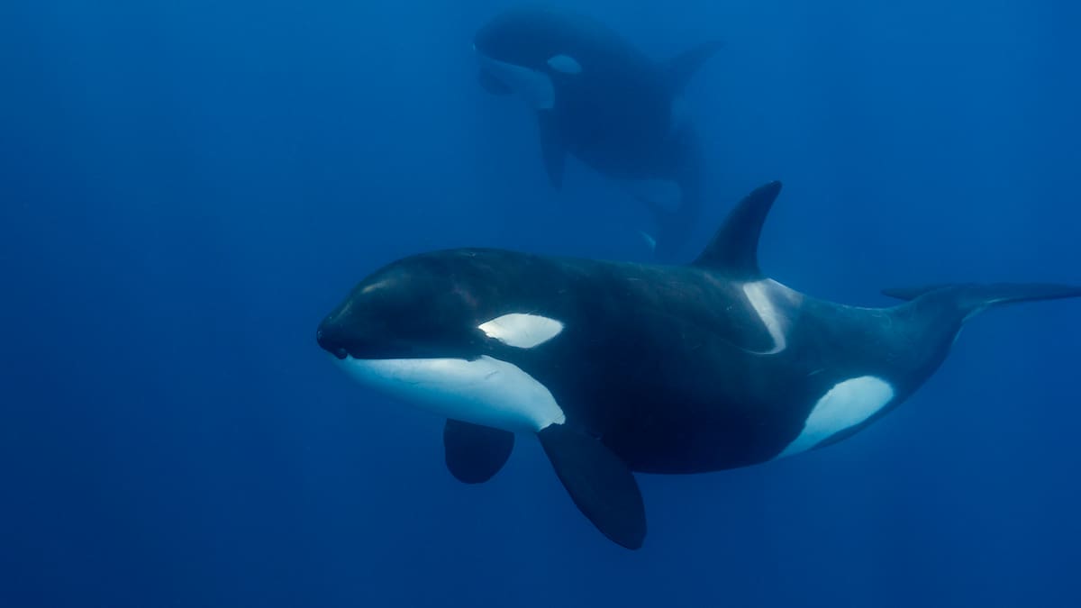 Dos orcas olvidadas en un delfinario cerrado: el drama de Wikie y Keijo