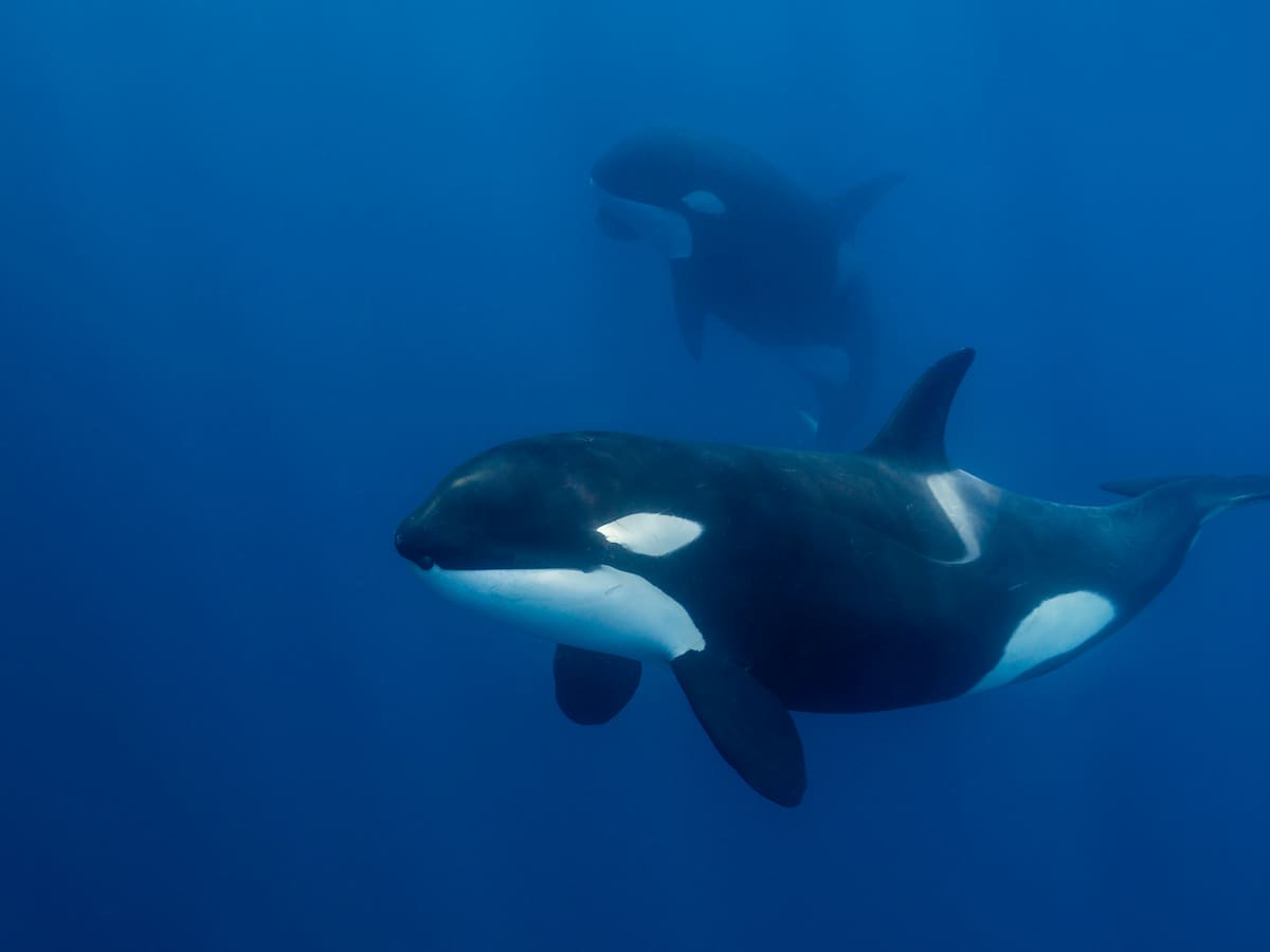 Dos orcas olvidadas en un delfinario cerrado: el drama de Wikie y Keijo