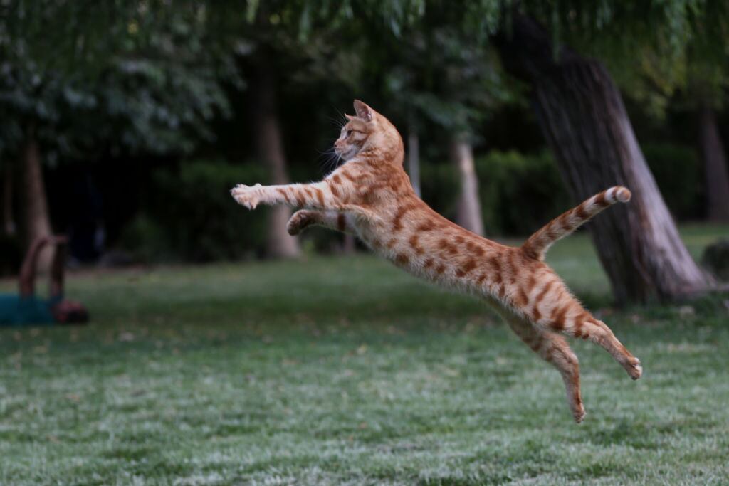 Los gatos cazan aunque no tengan hambre o necesidad.