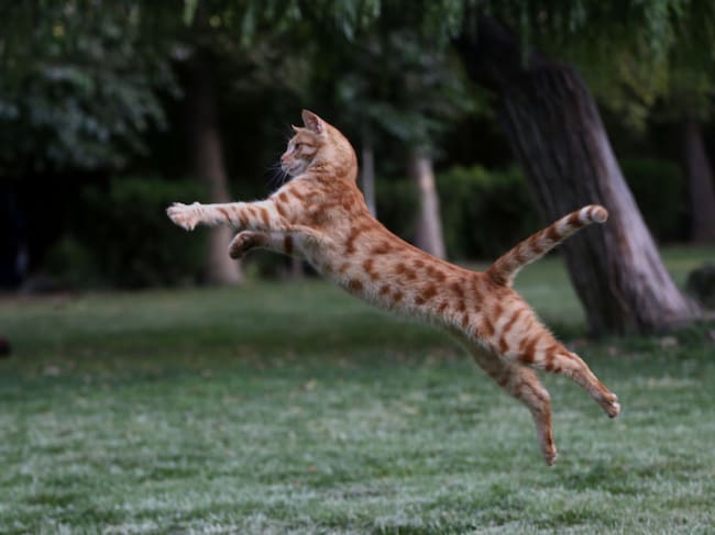 Los gatos cazan aunque no tengan hambre o necesidad.