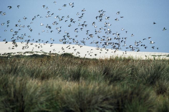 Aves en Doñana.