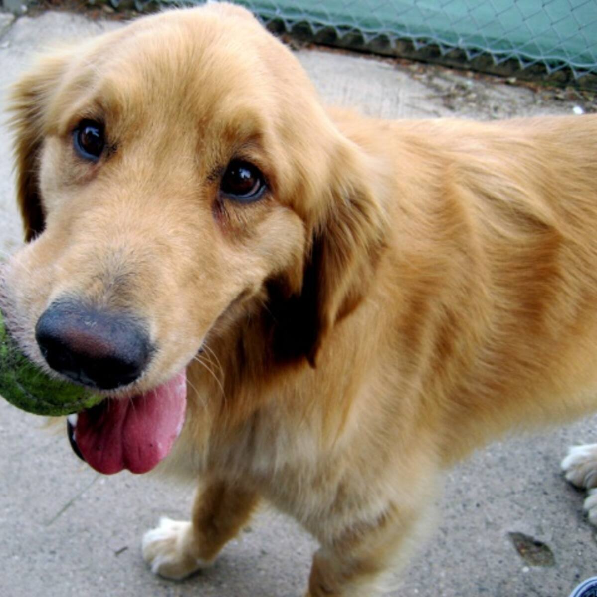 Buenas razones para adoptar una mascota