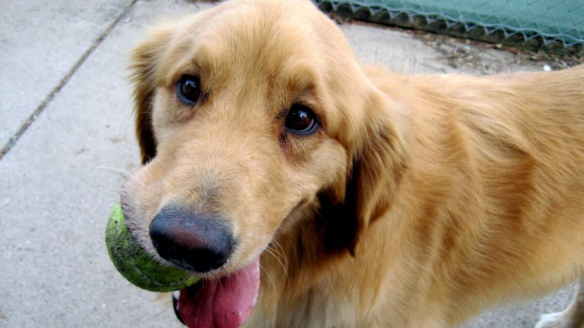 Buenas razones para adoptar una mascota