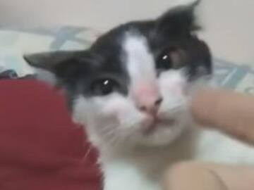La viral actuación de este gatito te llenará de ternura