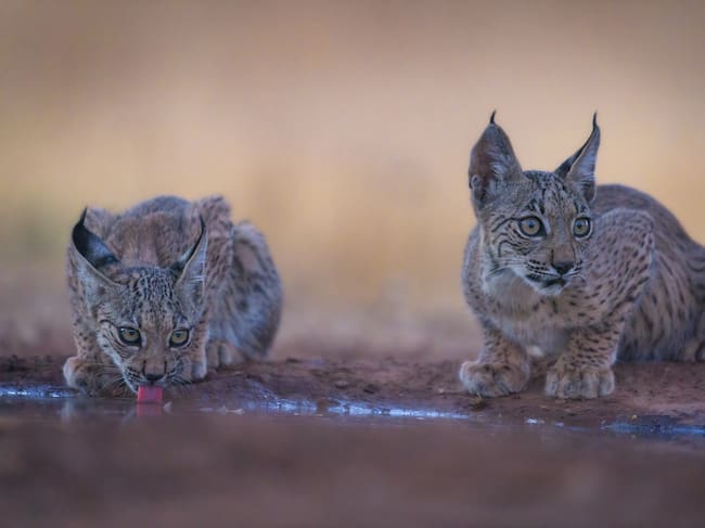 El año pasado nacieron 844 cachorros de lince.